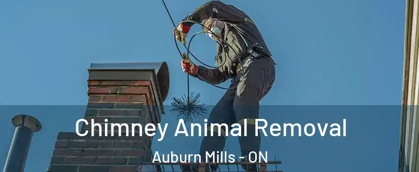 Chimney Animal Removal Auburn Mills - ON